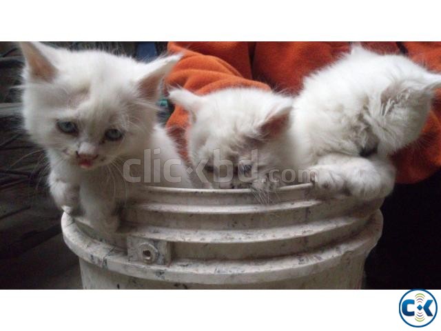 White Persian Kittens large image 0