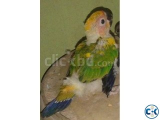 Sunconure baby