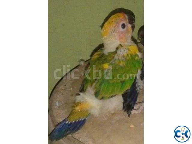 Sunconure baby large image 0