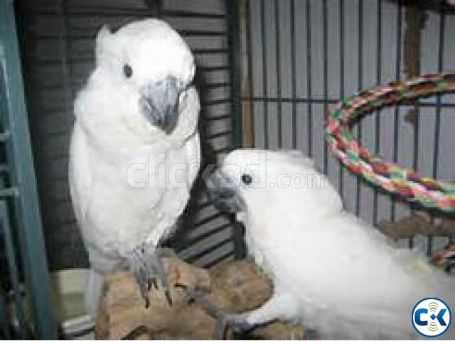 Beautiful pair of Umbrella Cockatoos Available for Sale large image 0