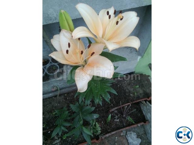 lilium Gerbera flower plant large image 0