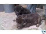 German Shepherd Puppy 100 pure breed long coated