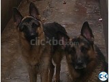 German Shepherd Puppy 100 pure breed long coated