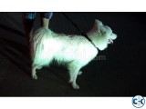 American Spitz Puppy