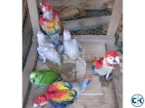 Freshly collected Fertile Parrot Eggs and Healthy Chicks
