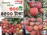 Bedena China 3 Madraj Lichu Combo Offer from Dinajpur