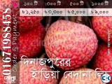 Haria Bedana Lichu of Dinajpur