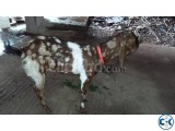 Tota Goat...3 pcs