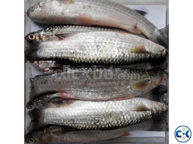 Persia Fish FreshFishBD large image 0