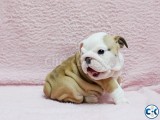 champion bloodline english bulldogs