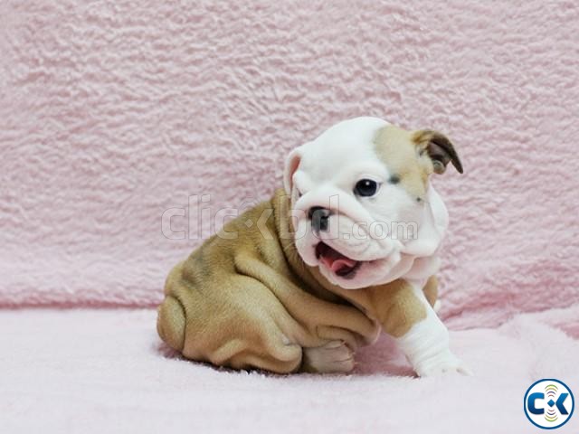 champion bloodline english bulldogs large image 0