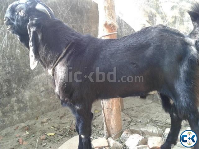 indian jamnpari male goat large image 0