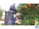 Australia fruit picker job
