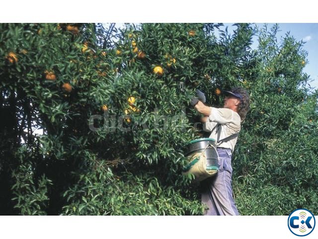 FRUIT PICKER JOB AUSTRALIA large image 0