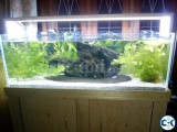 Planted aquarium