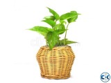 Small Round Cane Tob Plant 7209