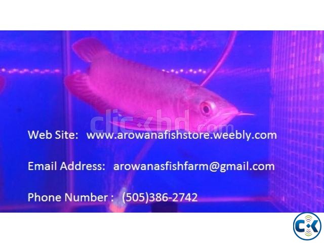 Chili Red Arowana And Other Arowana Fishes For Sale large image 0