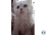 Persian cat