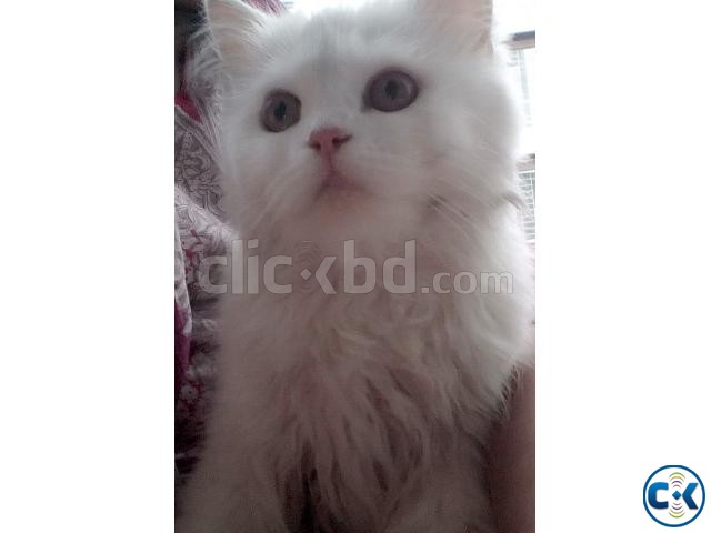Persian cat large image 0