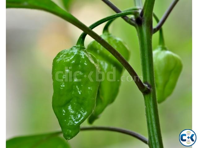 Bombay Chili Seeds 20 Pcs large image 0