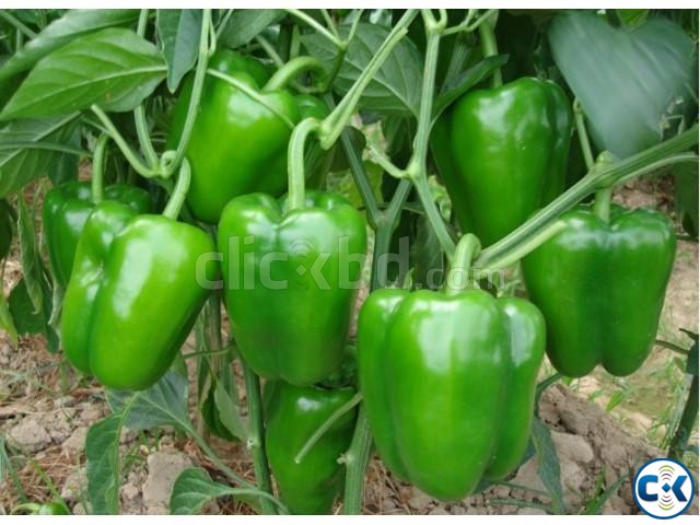 Green Capsicum Seeds 20 pcs large image 0