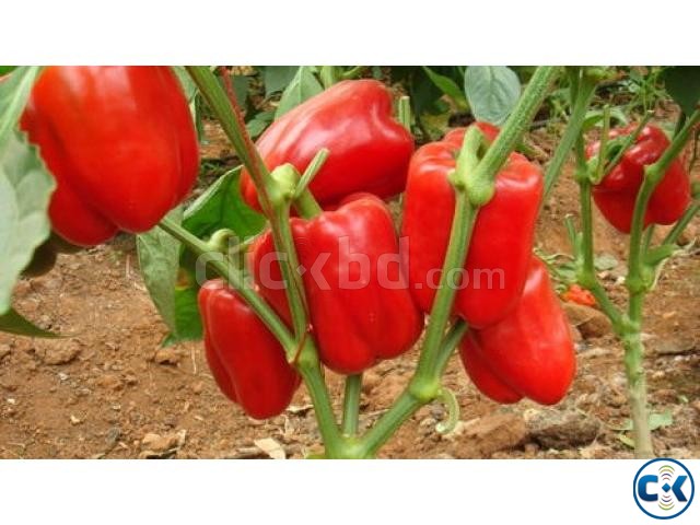 Red Capsicum Seeds 20 pcs large image 0