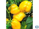 Yellow Capsicum Seeds 20 Pcs