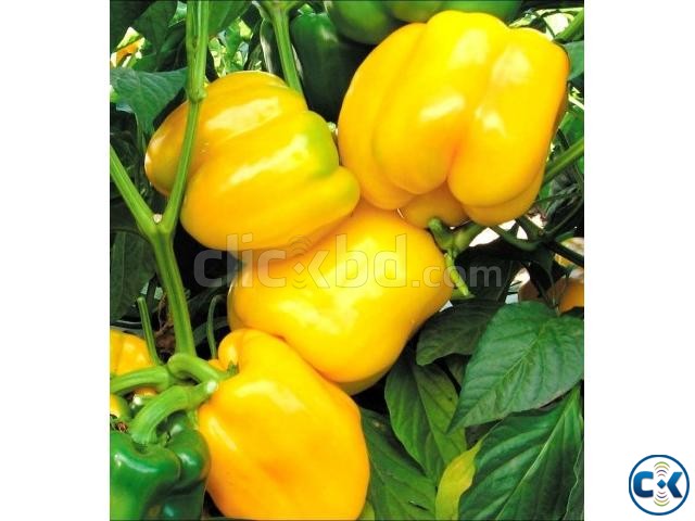 Yellow Capsicum Seeds 20 Pcs large image 0