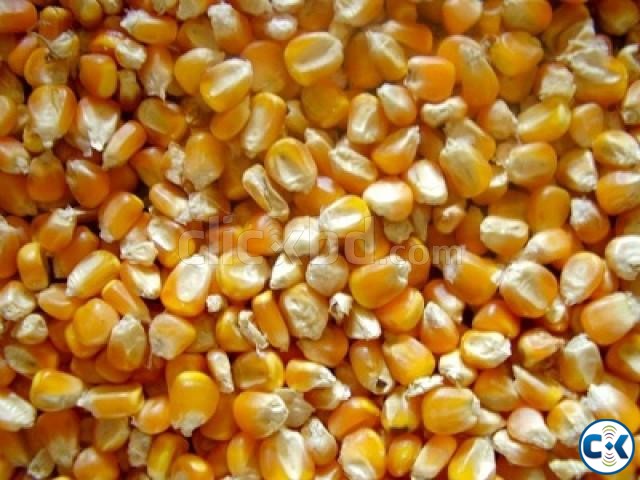 TOP YELLOW MAIZE CORN FOR ANIMAL FEED HUMAN CONSUMPTION large image 0