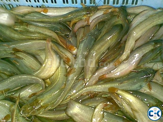 Fish fry macher pona for sale large image 0