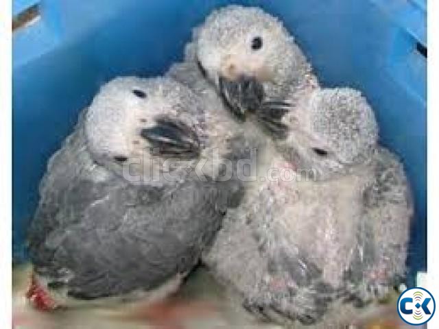 Parrots babies and fertile eggs available large image 0