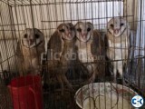 barn owl for sale