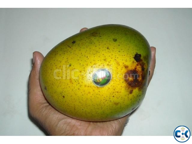 হিমসাগর আম large image 0