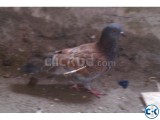 Baby Pigeon - Baccha Kobutor For Sell