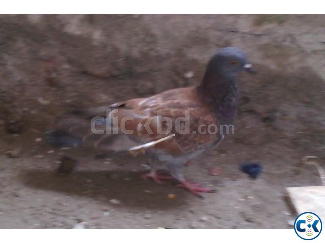 Baby Pigeon - Baccha Kobutor For Sell large image 0