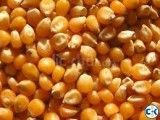 dent and sweet corn for sale