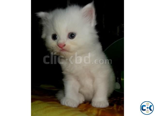 Pure Breed Persian Cat large image 0