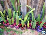 DRAGON FRUIT PLANTS