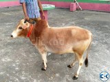 Bhuti cow ভুট্টি গরু for Sale