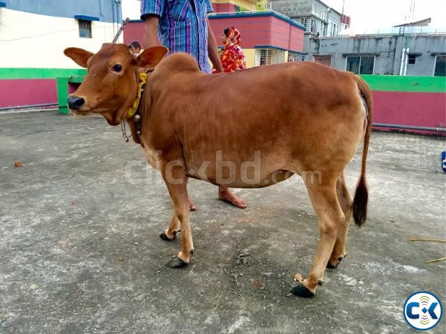 Bhutti Cow ভুট্টি গরু for sale large image 0