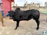 Bhutti Cow ভুট্টি গরু for sale