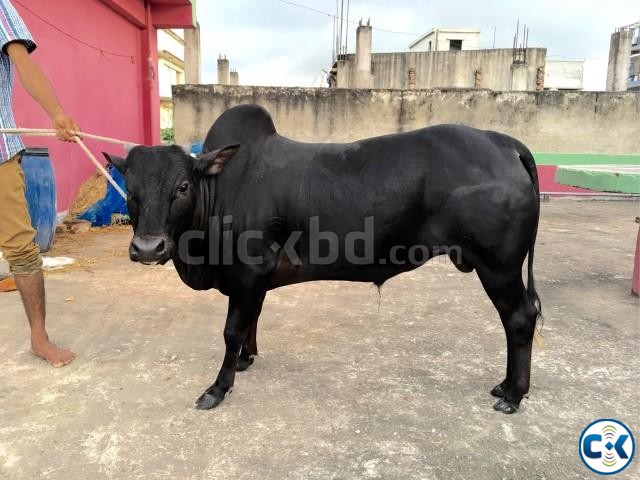 Bhutti Cow ভুট্টি গরু for sale large image 0