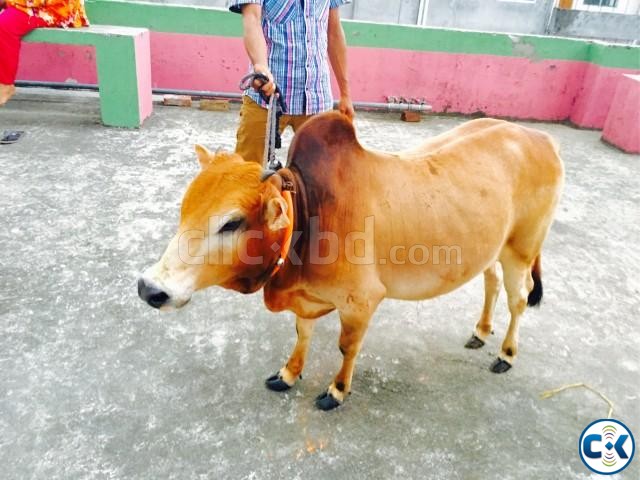 Bhutti Cow ভুট্টি গরু for sale large image 0