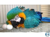 Macaw Egg
