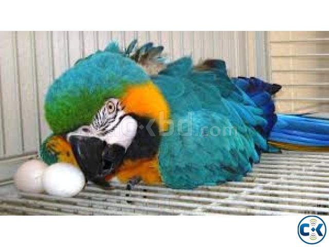 Macaw Egg large image 0