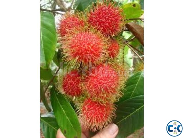 RAMBUTAN FRUIT PLANTS. large image 0