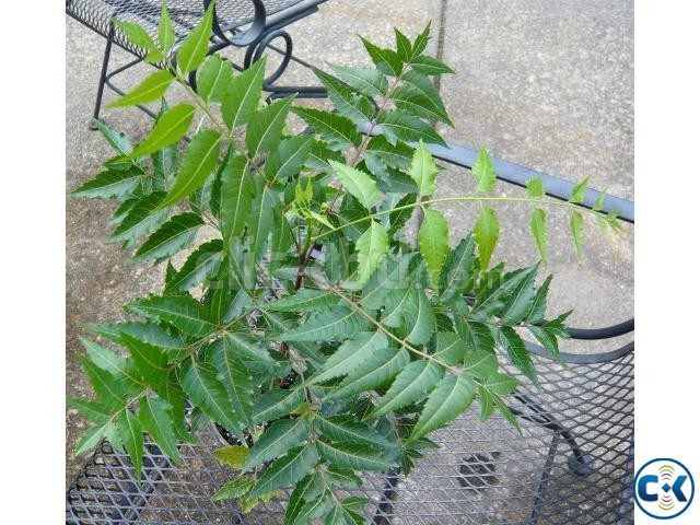 NEEM TREE PLANT large image 0