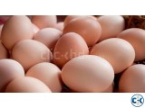 Fertilized Hatching Eggs White and Brown Eggs