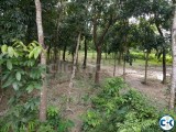 Land for sale-2 Barisal
