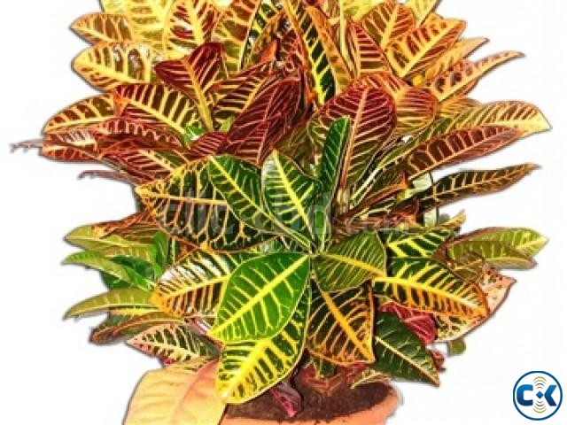 CROTON PLANTS PATABHAR  large image 0